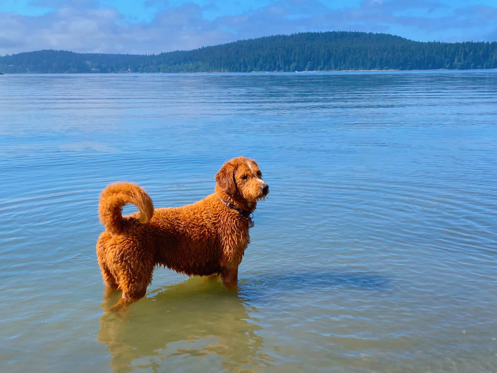 Water Dog