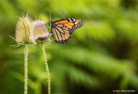 Butterfly Beauty