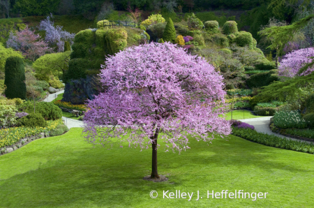 Butchart Gardens - Back of Sunken Garden