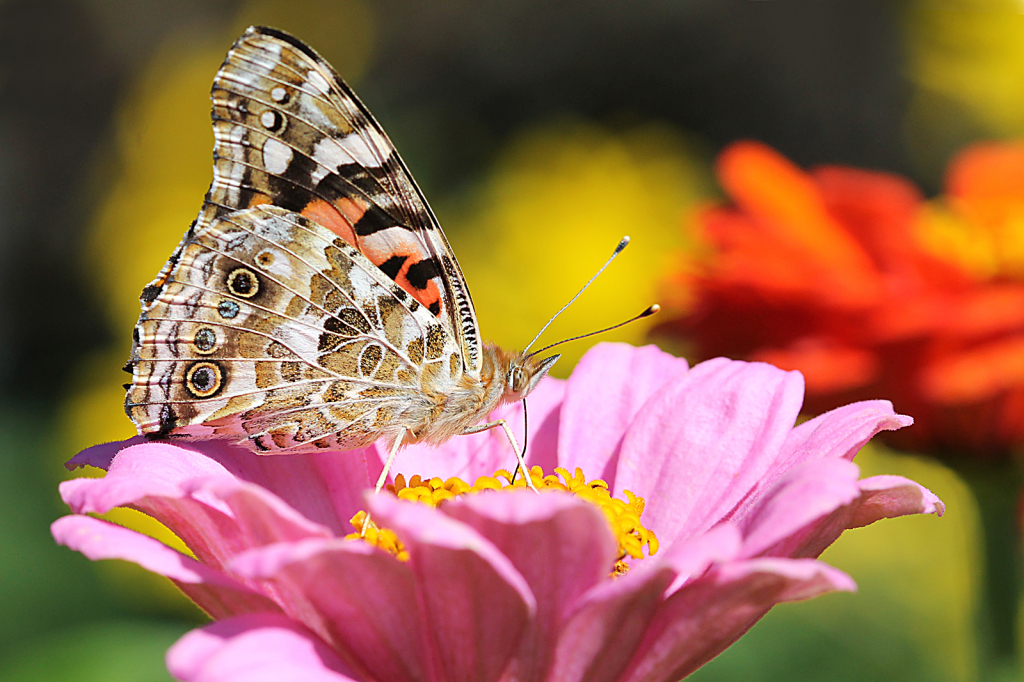 Painted Lady