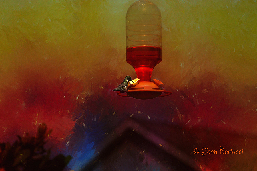 Spot Light on the Hummingbird