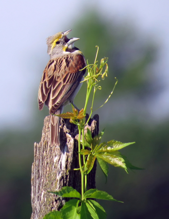 Dickcissel