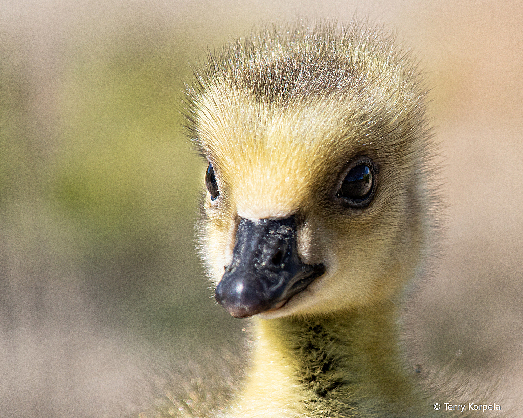 Gosling Portrait   