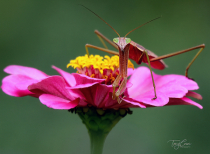Photography Contest - August 2021: Praying Mantis