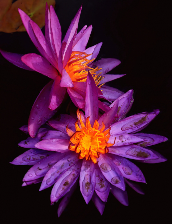 Purple Waterlilies