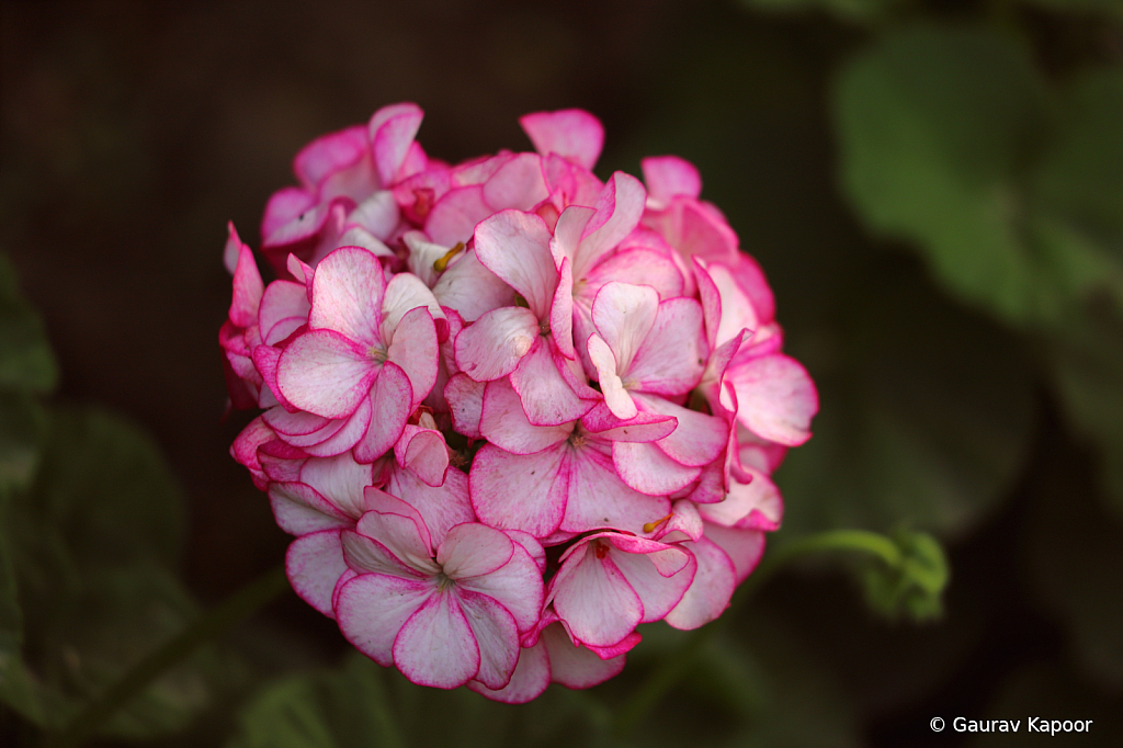 Pink Blossoms