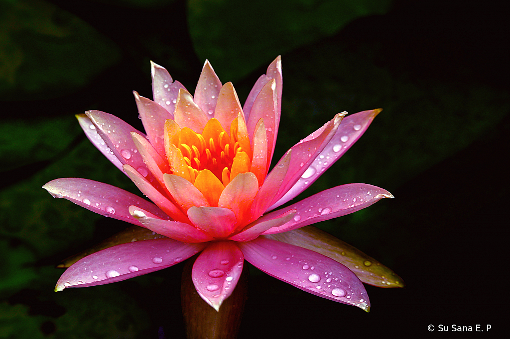 The Showy Queen of the Pond 