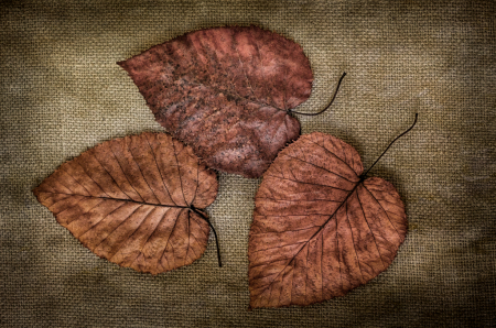 3 Leaves on Burlap