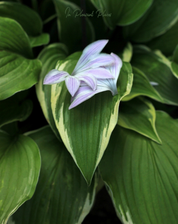 Hosta Anna Cato