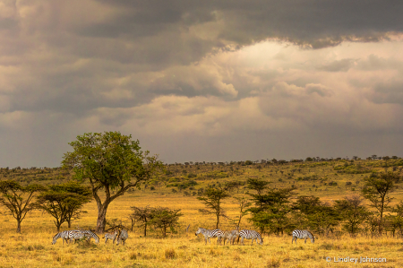 Kenyan Landscape with Zebras
