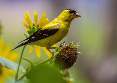 Goldfinch and Sunflower