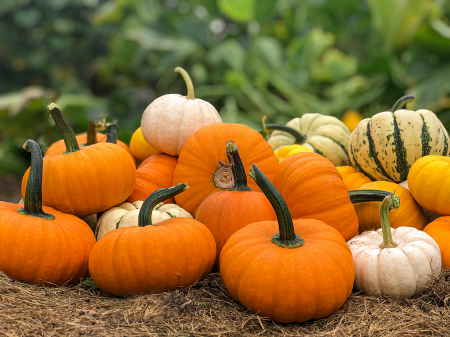 Petite Pumpkins