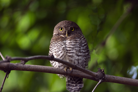 Jungle Owlet