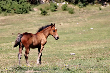 Young Stallion