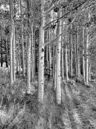 Aspen Forest