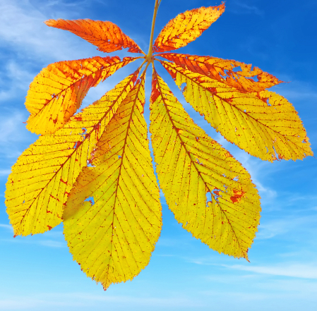 Leaf and Sky.