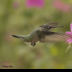 2Hummingbird - ID: 15950554 © Sherry Karr Adkins