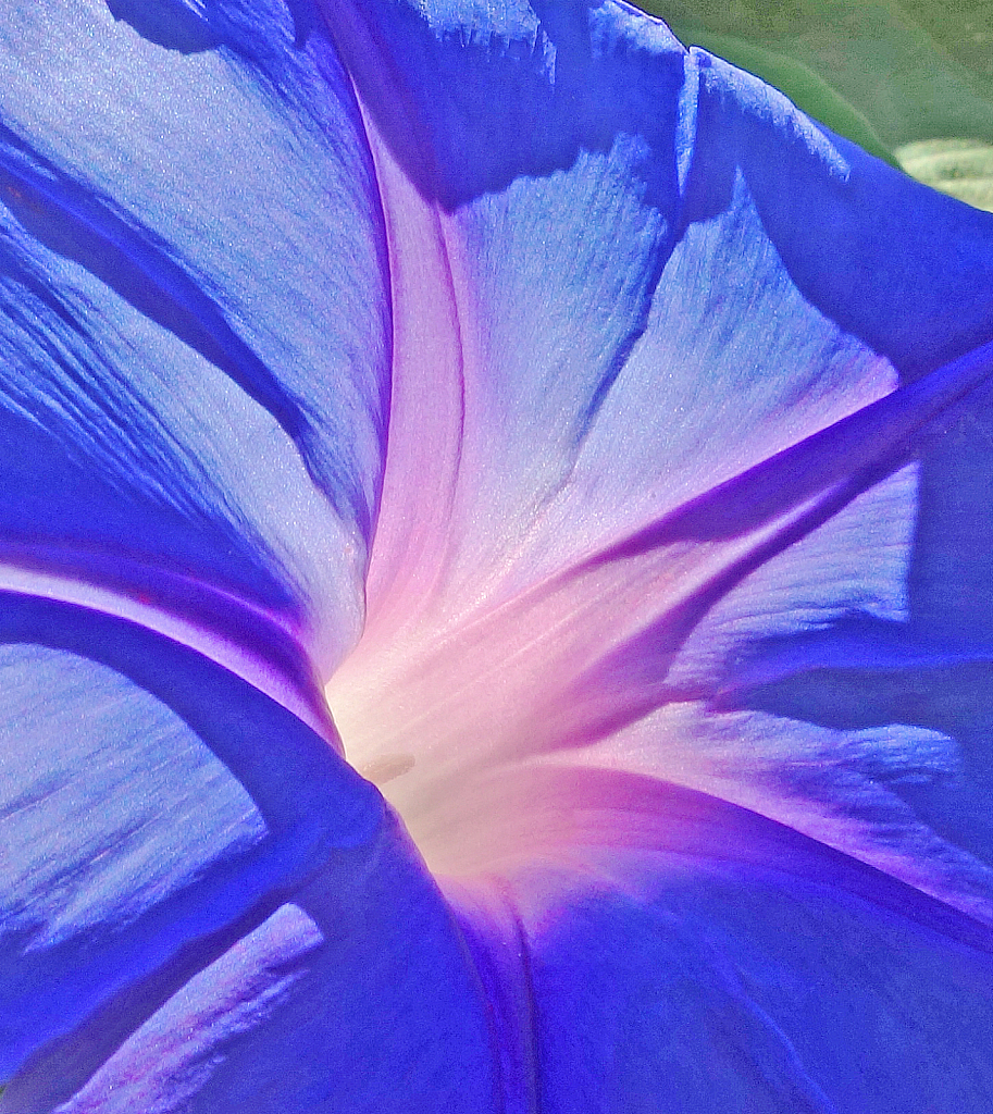 Purple morning glory.