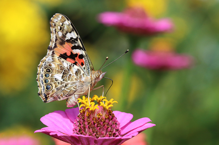 Painted Lady 2