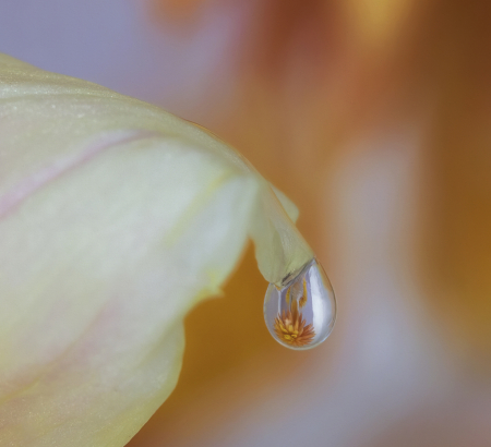 Dahlia Droplet