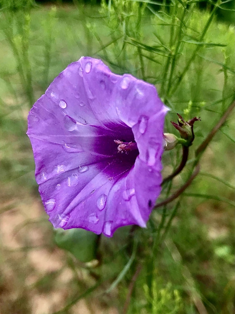 Purple beauty 