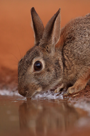 Eastern Cottontail Drinking