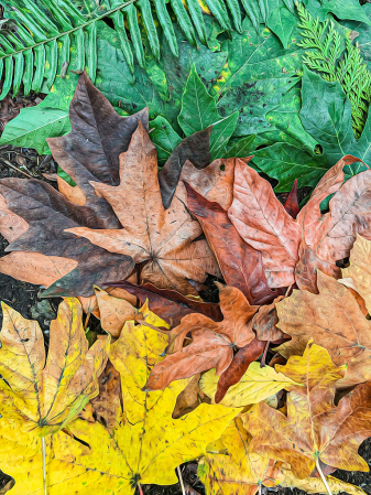 Layered Leaves