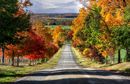 Autumn Leaves