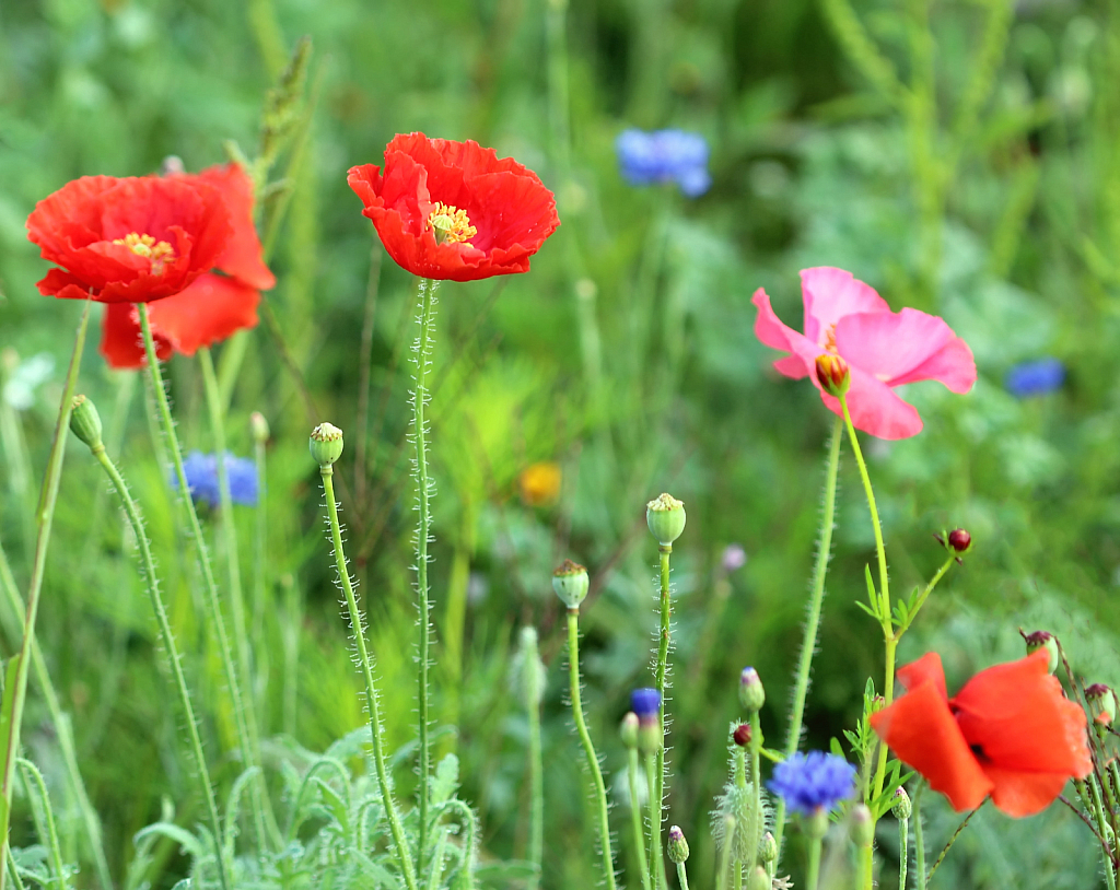 Poppies In The Wildflower Field