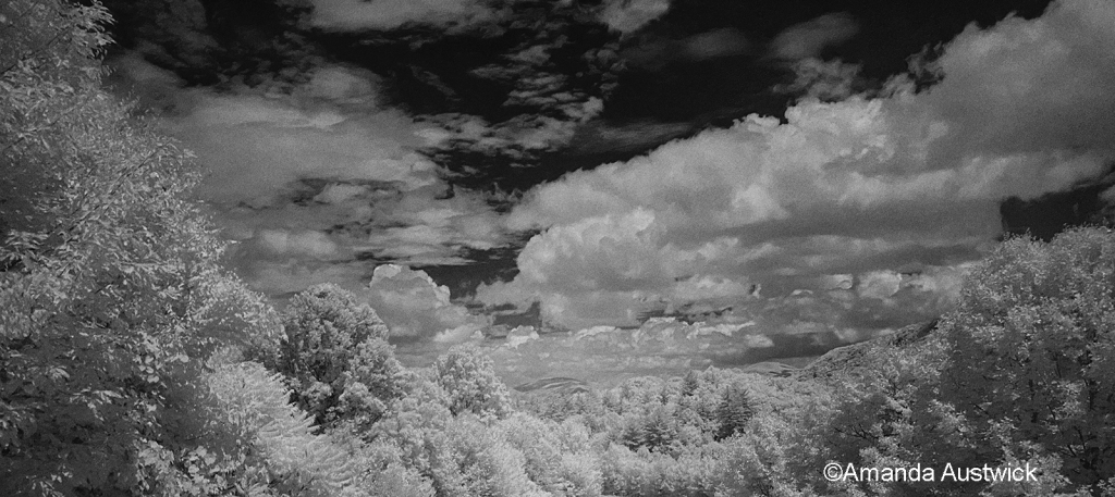 Infrared photo of our woods