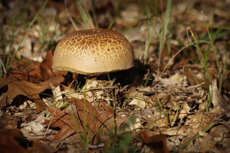 On the Forest Floor