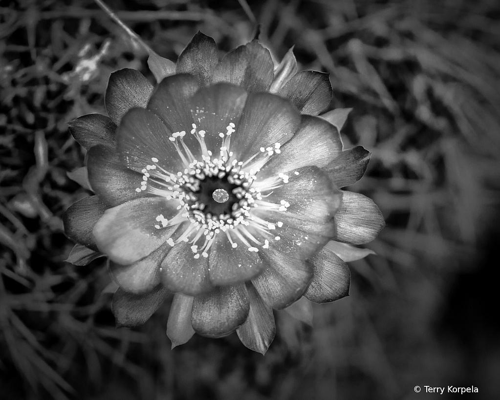 Berkeley Botanical Garden B&W