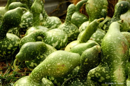 A Sea Of Gourds