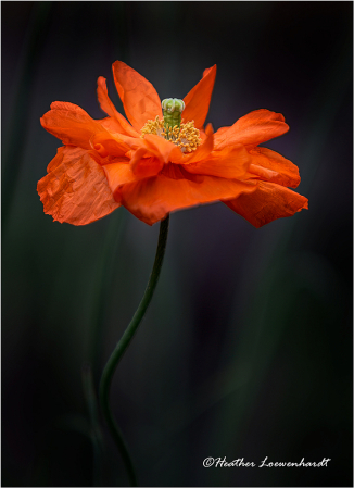 Tangerine Elegance