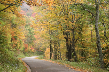 Road of Many Colors