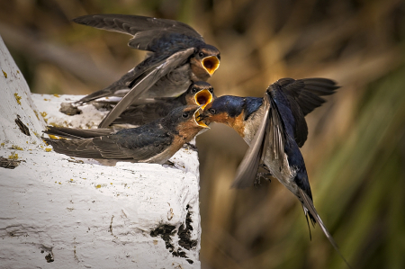 Three hungry mouths to feed