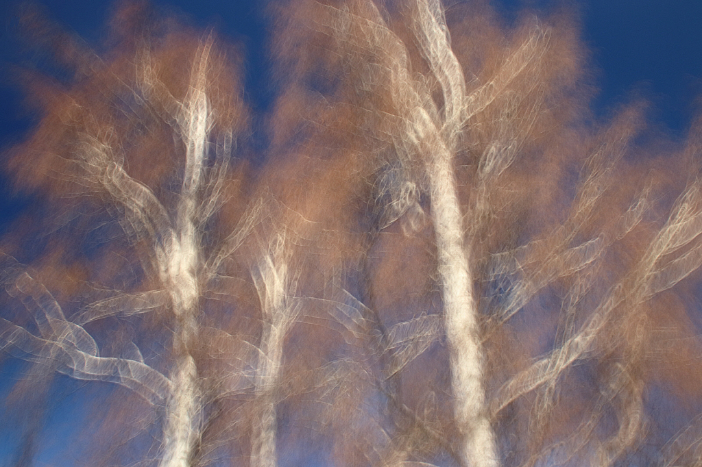Impressionistic trees: Winter birches