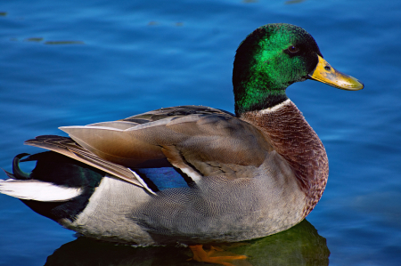 A Mallard Drake Profile