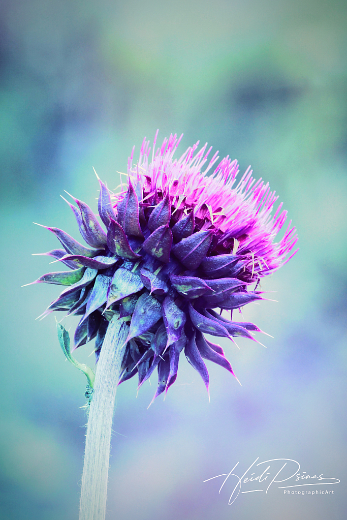 October Thistle