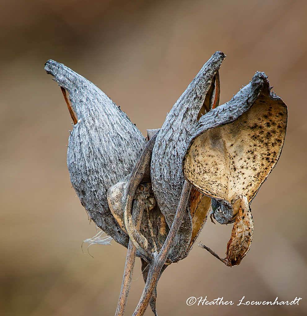 The Beauty of Decay