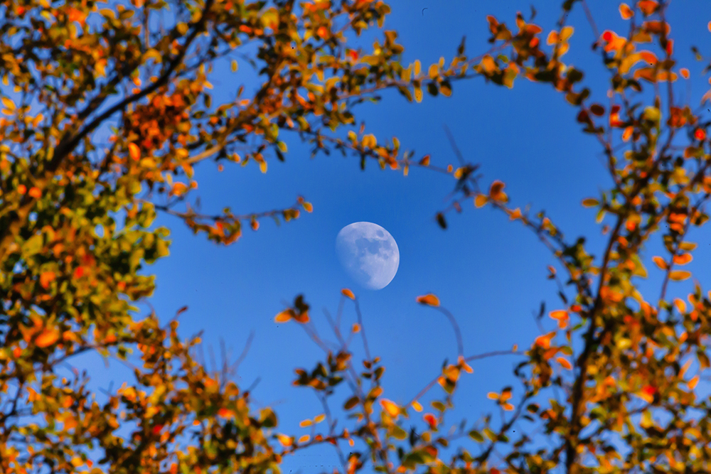 Autumn Moon