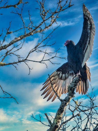 Vulture Visit