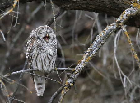 Photography Contest Grand Prize Winner - October 2021: The Yawn