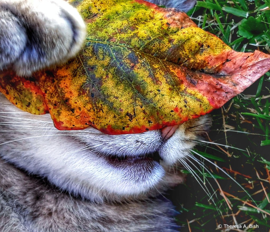 Peek-a-Boo, I Love Autumn Too!
