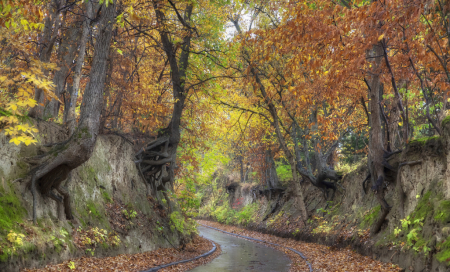 Autumn Road