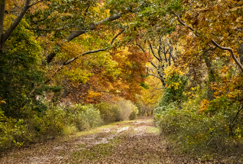 Autumn Path