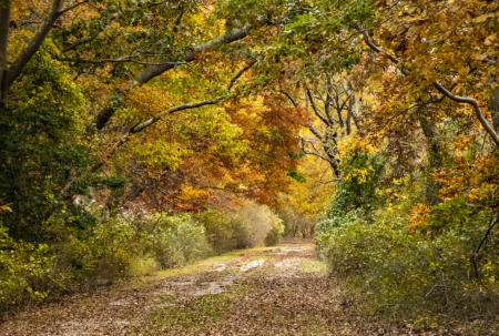 Autumn Path