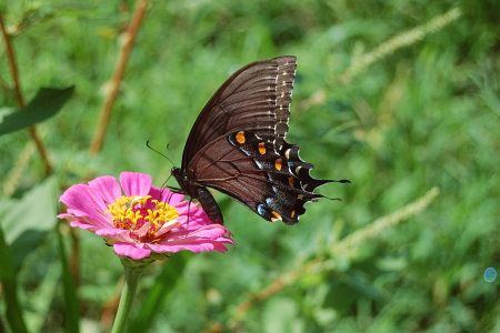 Swallowtail