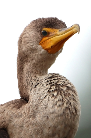 Cormorant Portrait