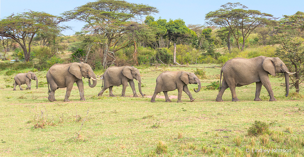 Elephants on the Move